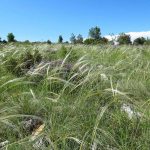 Stanište jadranske kozonoške u Dubrovačkom primorju 1280