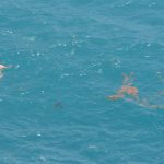 FOTO/VIDEO Iz mora kraj Rixosa izvučena utopljenica 2 utapljanje 1