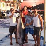 mihocevic tuna fever rogoznica 3