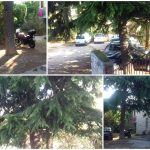 cedar vodopic omblici 000