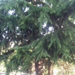 cedar vodopic omblici 2
