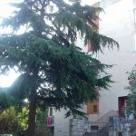 cedar vodopic omblici 4