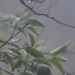 kisa002
