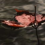 FOTO Sretan 70. rođendan Fotoklubu 'Marin Getaldić'! 21 foto klub getaldic21