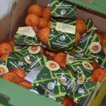 'Neretvanska mandarina' dobila prepoznatljiv dizajn 5 neretvanska mandarina marevic 221117 9