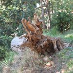 park gradac djir 04112017 59