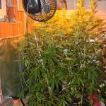 policija brevis droga