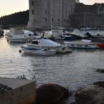 05022018 strvina les krava porat 5