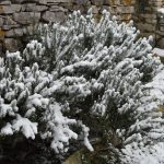 Kartolina Korcula Snijeg 8