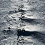 Macro Pero Poljanic Potomje 8