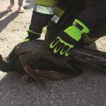 vatrogasci paun 2