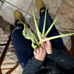 Zavicajni Konavle Uskrs 6
