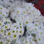 dan zena osmi mart 08032018 12