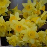 dan zena osmi mart 08032018 14