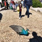 02042018 lokrum 3
