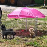 26042018 psi pas izlozba 84