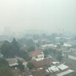 Pero Kojan Chile 8
