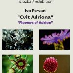 cvit adriona pervan