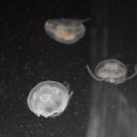 04072018 umjetnicka galrija oceani habsburg 9