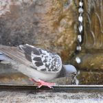07072018 djir voda fontana vrucina 12
