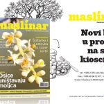 maslinar