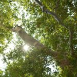 FOTO Vijenci i svijeće za poginule Imoćane 1 trsteno PLATAN01