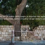 mitrovic bor2