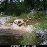 Life Lynx Blog 5
