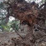 25122018 gradac bor bura 2
