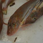 Ribarnica Gruz 14122018 35