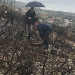 FOTO Zaposlenici i studenti Sveučilišta pošumljavali Pelješac sadnicama rogača 2 alumni akcija peljesac 1