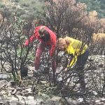 FOTO Zaposlenici i studenti Sveučilišta pošumljavali Pelješac sadnicama rogača 1 alumni akcija peljesac