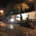 uklanjanje stabla na vojnovicu 3
