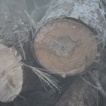 Lokrum prezentacija potkornjaci 96