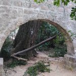 arboretum bura steta 1