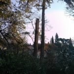 arboretum bura steta 2