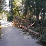 arboretum bura steta 4