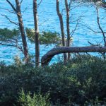 lokrum bura 2