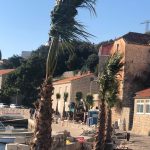 Štetnici uništili drvored palmi u Mlinima, sade se nove 1 mlini palme 2