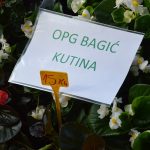 Sajam cvijeca Gruz 7