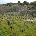 mljet ocuvanje vinove loze 10