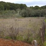 mljet ocuvanje vinove loze 11
