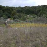 mljet ocuvanje vinove loze 12