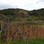 mljet ocuvanje vinove loze 13