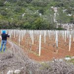 mljet ocuvanje vinove loze 14