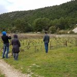 mljet ocuvanje vinove loze 15