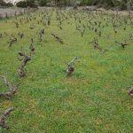 mljet ocuvanje vinove loze 16