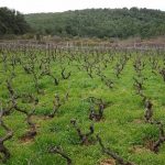 mljet ocuvanje vinove loze 17
