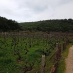 mljet ocuvanje vinove loze 18