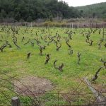 mljet ocuvanje vinove loze 19